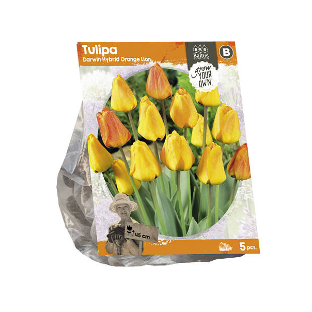 Baltus - Tulipa Darwin Hybrid Orange Lion per 5 bloembollen