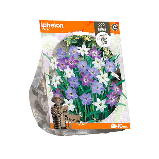 Baltus - Ipheion Mixed per 10 bloembollen