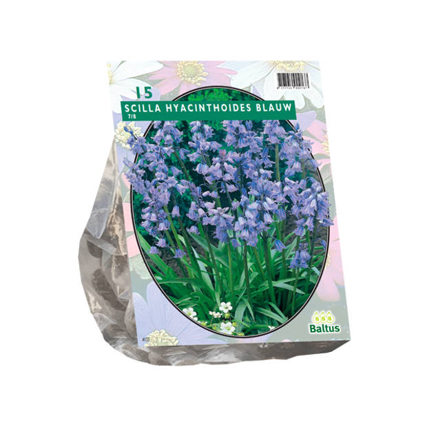 Baltus - Scilla Hispanica Blauw per 15 bloembollen