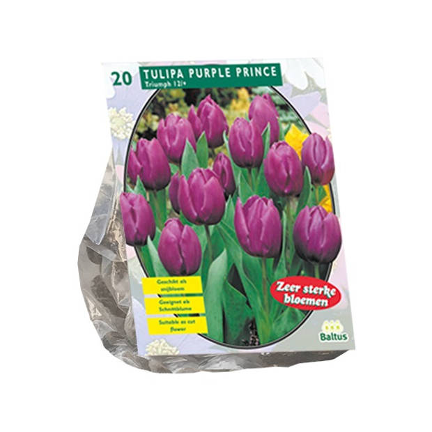 Baltus - Tulipa Purple Prince Triumph per 20 bloembollen