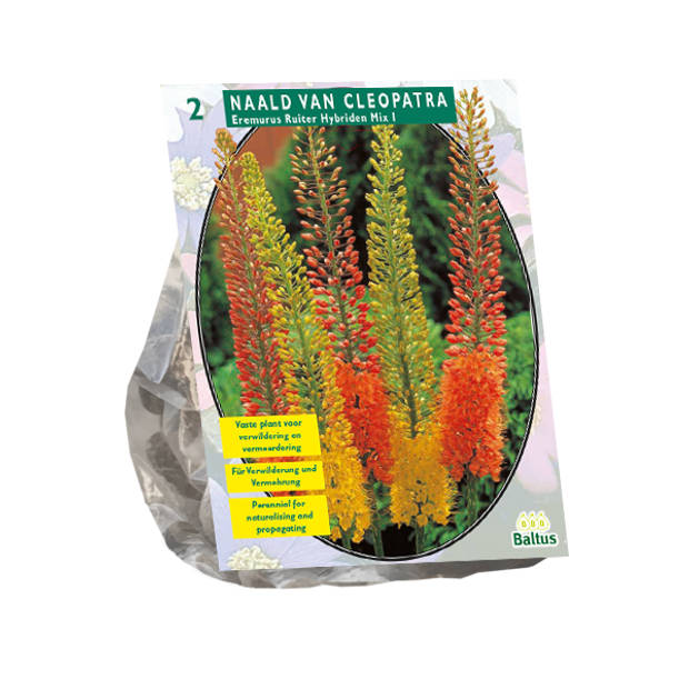 Baltus - Bloembollen Eremurus Ruiter Hybriden Mix per 2