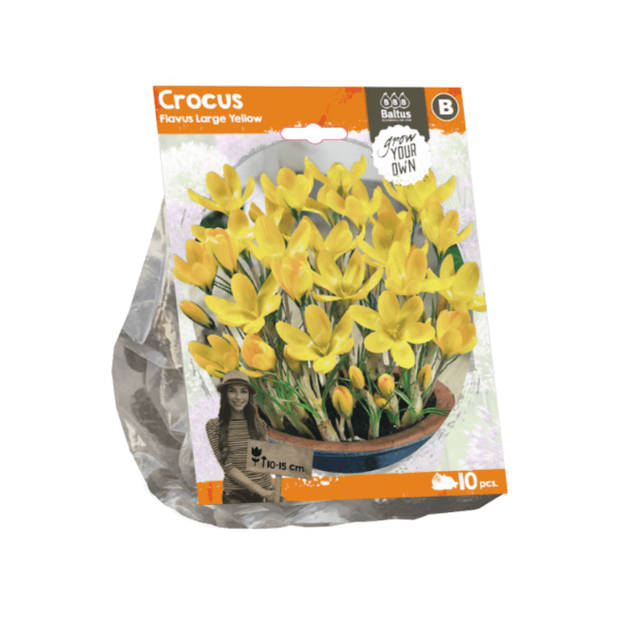 3 stuks - Baltus - Crocus Flavus Large Yellow per 10