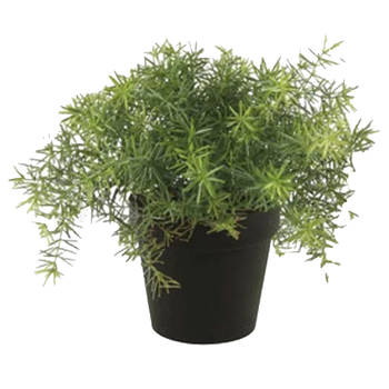 Emerald Kunstplant Asparagus - groen - in zwarte pot - 25 cm - Kunstplanten