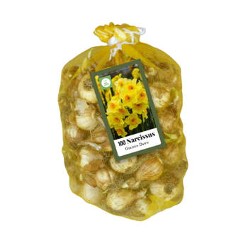 JUB - Narcissus botanisch geel 80st