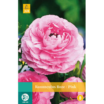 2 stuks - JUB - Ranunculus Roze 7 bollen