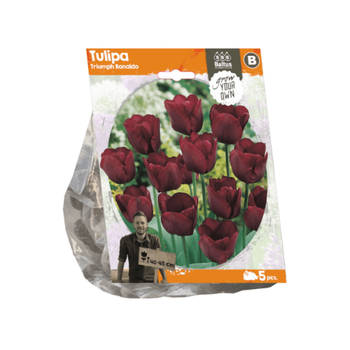 3 stuks - Baltus - Tulipa Triumph Ronaldo per 5