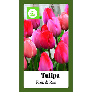 2 stuks - JUB - Tulipa Triumph roze/rood 80 bollen