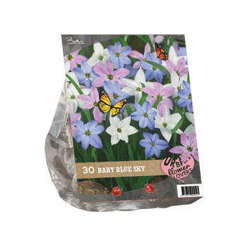 2 stuks - Baltus - Urban Flowers Baby Blue Sky per 30