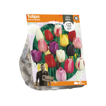 Baltus - Tulipa Darwin Mixed per 10 bloembollen