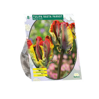 Baltus - Tulipa Rasta Parrot Parkiet per 8 bloembollen