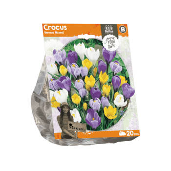 3 stuks - Baltus - Crocus Vernus Mixed per 20