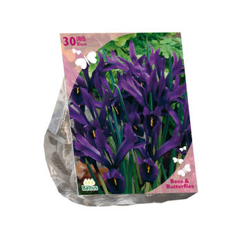 Baltus - Bees & Butterflies Iris Reticulata Blauw per 30 bloembollen