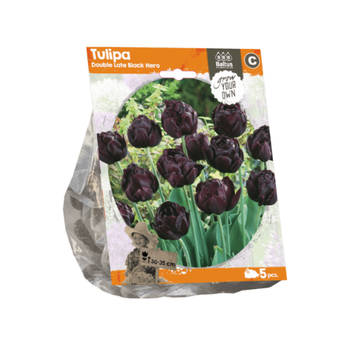 3 stuks - Baltus - Tulipa Double Late Black Hero per 5