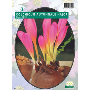 3 stuks - Baltus - Herfstbl. Colchicum AuTulipa Maj. per 3 bloembollen