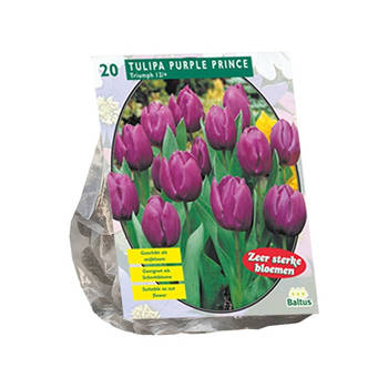 Baltus - Tulipa Purple Prince Triumph per 20 bloembollen