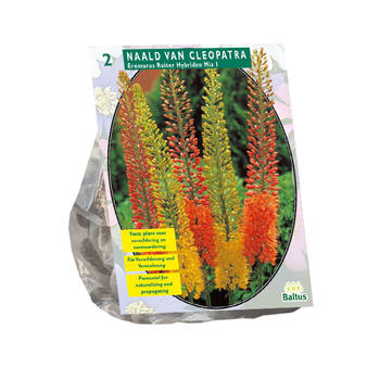 Baltus - Bloembollen Eremurus Ruiter Hybriden Mix per 2