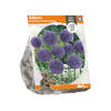 3 stuks - Baltus - Allium Aflatunense Purple Sensation per 5