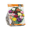 Baltus - Tulipa Double Late Mixed per 10 bloembollen