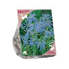 Baltus - Bees & Butterflies Camassia quamash per 50 bloembollen