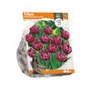 Baltus - Tulipa Double Late Dream Touch per 5 bloembollen