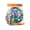 Baltus - Ipheion Mixed per 10 bloembollen