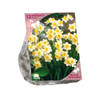 Baltus - Bees & Butterflies Narcis Mini Minnow per 12 bloembollen