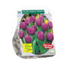 Baltus - Tulipa Purple Prince Triumph per 20 bloembollen