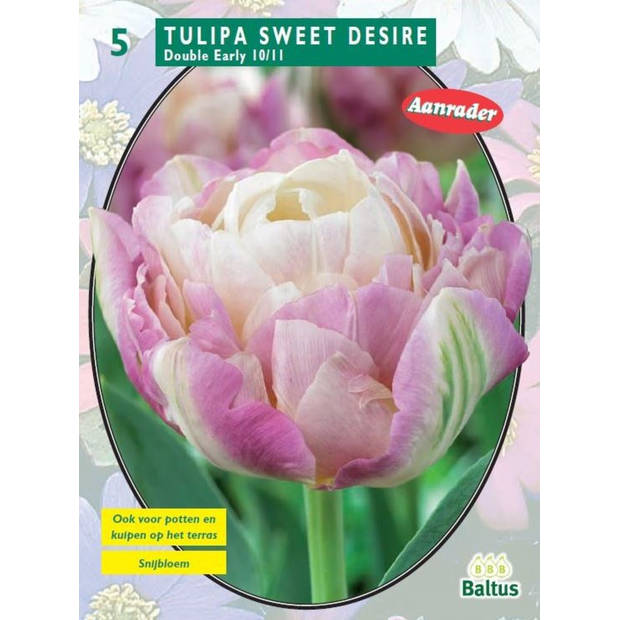 2 stuks - Baltus - Tulipa Sweet Desire per 5