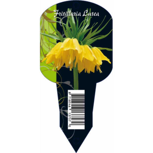 3 stuks - Baltus - Fritillaria Imperialis Lutea (Organza met etiket) bloembollen