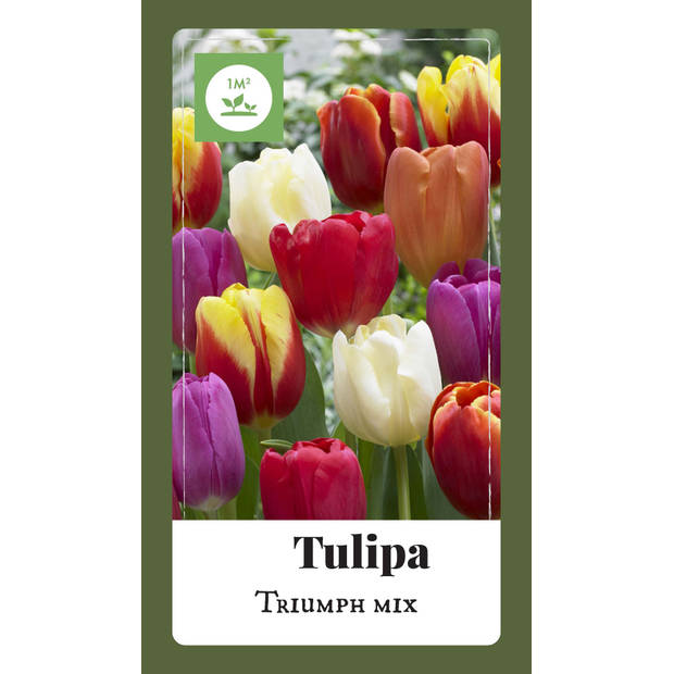 2 stuks - JUB - Tulipa Triumph mix 75 bollen