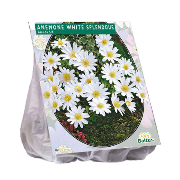 3 stuks - Baltus - Anemone Blanda, Wit