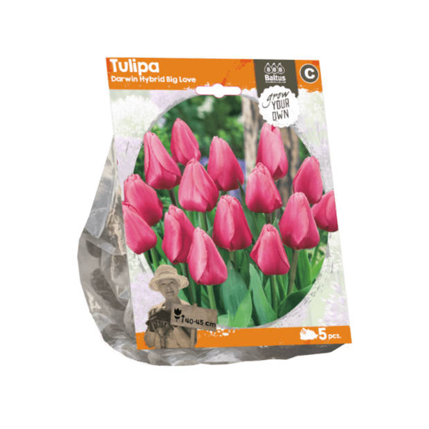 3 stuks - Baltus - Tulipa Darwin Hybrid Big Love per 5