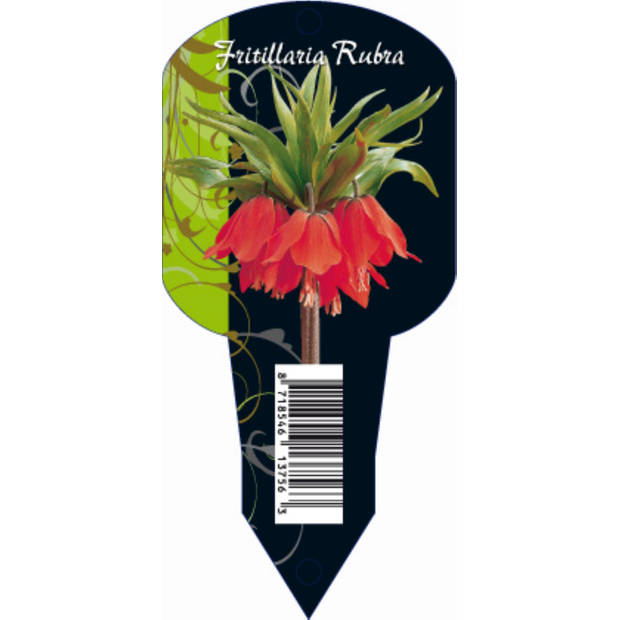 3 stuks - Baltus - Fritillaria Imperialis Rubra (Organza met etiket) bloembollen