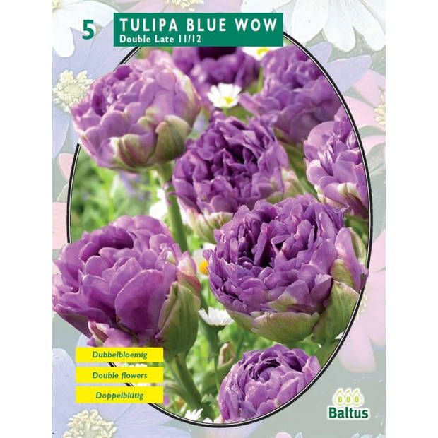 2 stuks - Baltus - Tulipa Blue Wow per 5