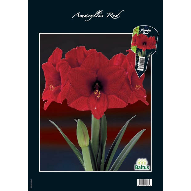 2 stuks - Baltus - Amaryllis, Rood (Steeketiket)