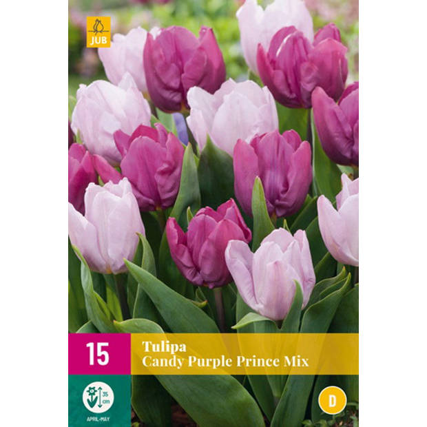 JUB - Tulipa candy purple prince mix