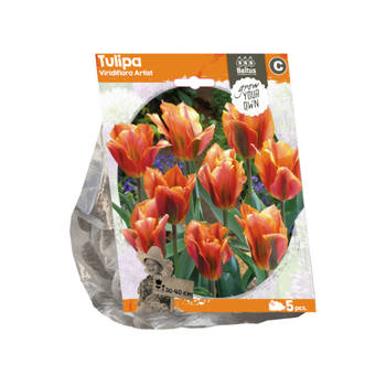 Baltus - Tulipa Viridiflora Artist per 5 bloembollen