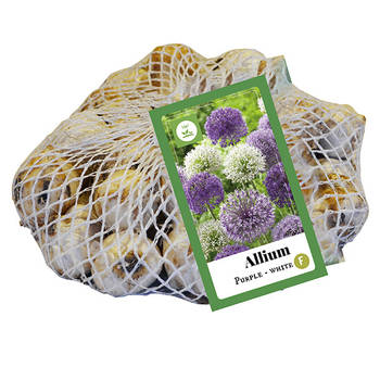 JUB - Allium paars-wit, 35 bloembollen