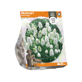 Baltus - Muscari White Magic per 10 bloembollen