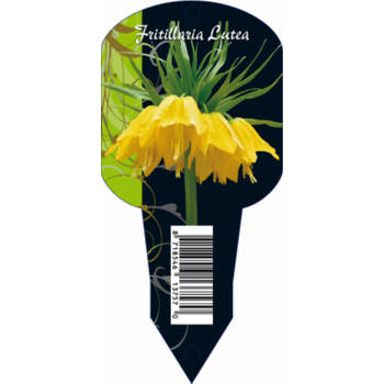 3 stuks - Baltus - Fritillaria Imperialis Lutea (Organza met etiket) bloembollen