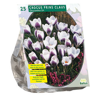 Baltus - Crocus Chrysanthus Prins Claus per 25 bloembollen