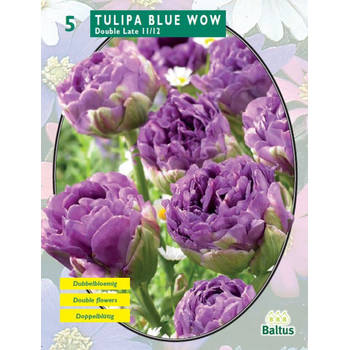 2 stuks - Baltus - Tulipa Blue Wow per 5