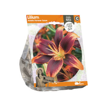 Baltus - Lilium Asiatic Forever Susan per 1 bloembollen