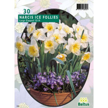 3 stuks - Baltus - Narcis Ice Follies per 20 bloembollen