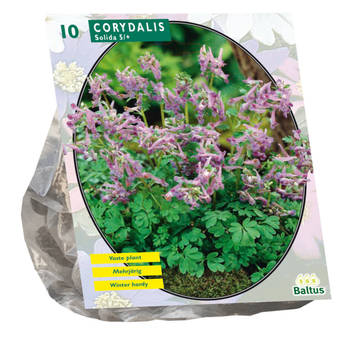 Baltus - Corydalis Solida per 10 bloembollen