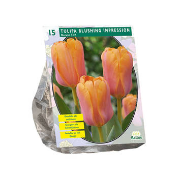 Baltus - Tulipa Blushing Impression Darwin per 15 bloembollen