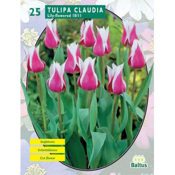 2 stuks - Baltus - Tulipa Claudia, Leliebloemig per 25