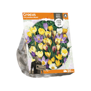 3 stuks - Baltus - Crocus Chrysanthus Mixed per 20