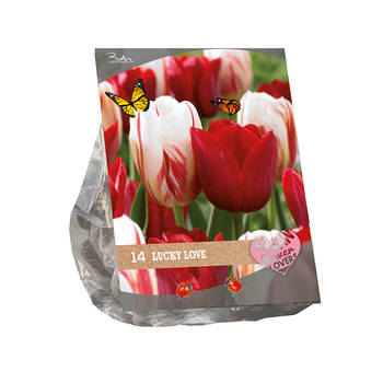 Baltus - Urban Flowers Lucky Love per 14 bloembollen