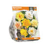 Baltus - Narcissus Double Mixed per 8 bloembollen